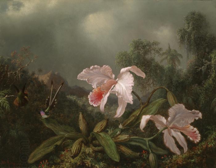 Martin Johnson Heade Jungle Orchids and Hummingbirds China oil painting art